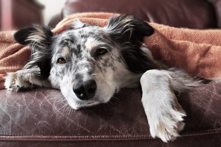 Epilepsy in Border Collies: Causes & Care Guide (Vet Answer)