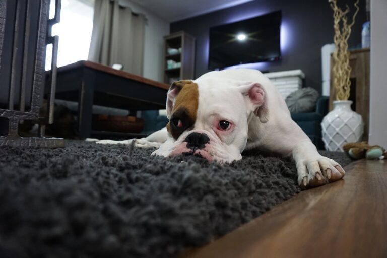 Delicious and Nutritious Fruit and Vegetable Treats for Dogs with Pancreatitis