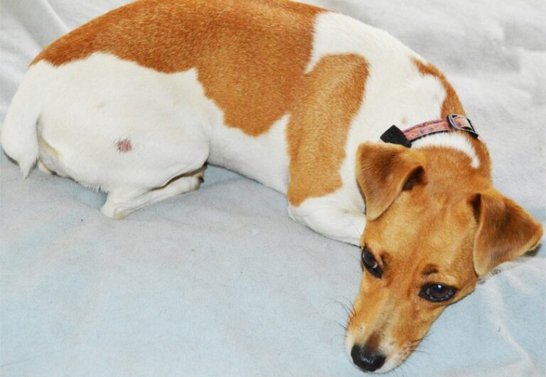 Fungal Infections in Dogs: A Comprehensive Guide for Concerned Dog Lovers