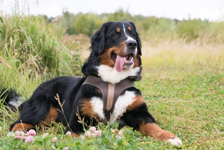 A Dog Lover&lsquo;s Guide to Histiocytosis in Bernese Mountain Dogs: Comprehensive Veterinary Insights