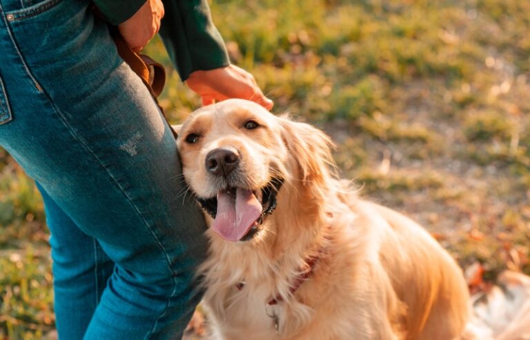 A Dog Lover&lsquo;s Guide to Holistic Health: Natural Treatments for Canine Wellness