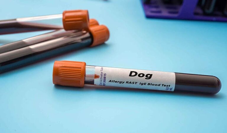 How Does Allergy Testing in Dogs Work? Our Vet Explains