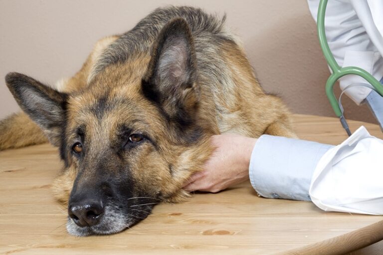 How Do They Put a Dog Down at the Vet? A Comprehensive Guide for Dog Lovers