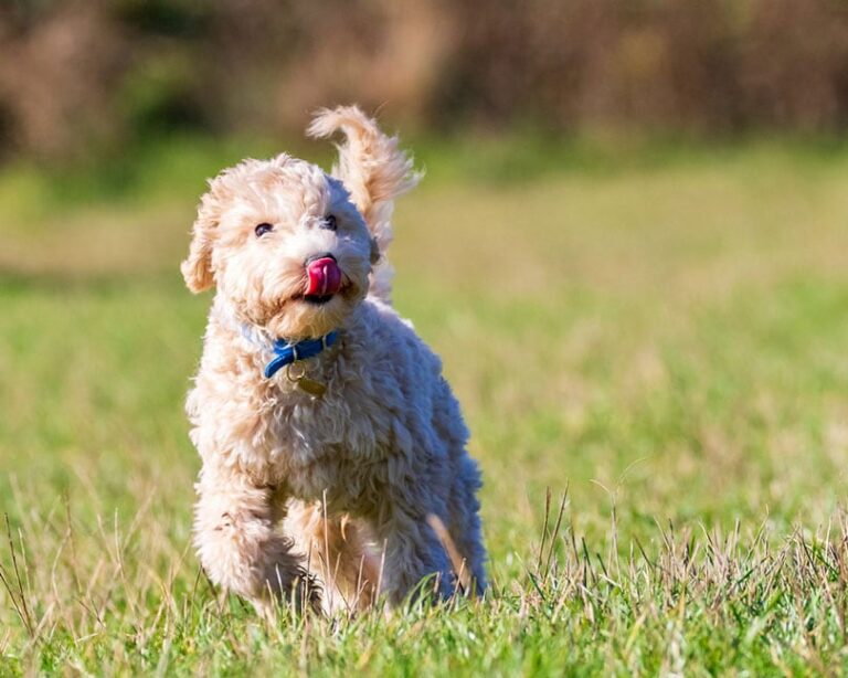 How Much Exercise Does a Puppy Need? A Vet&lsquo;s Perspective