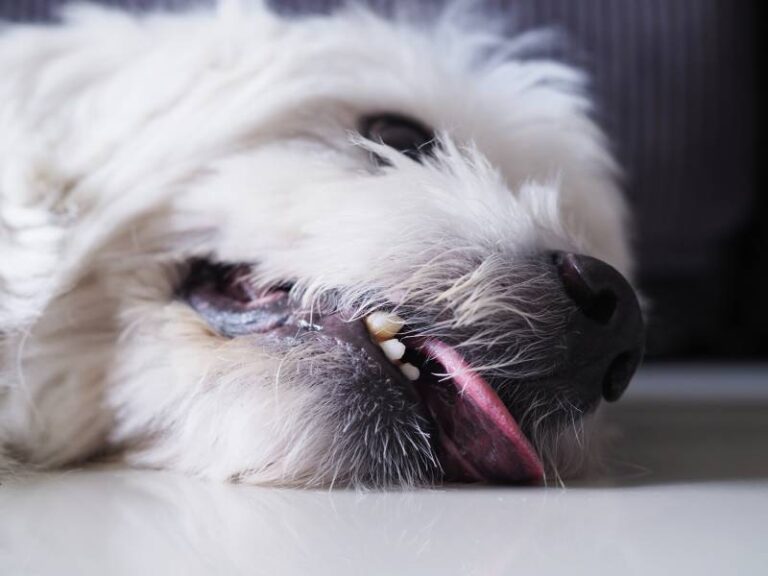 How to Stop Your Dog&lsquo;s Seizures: A Vet&lsquo;s Comprehensive Guide
