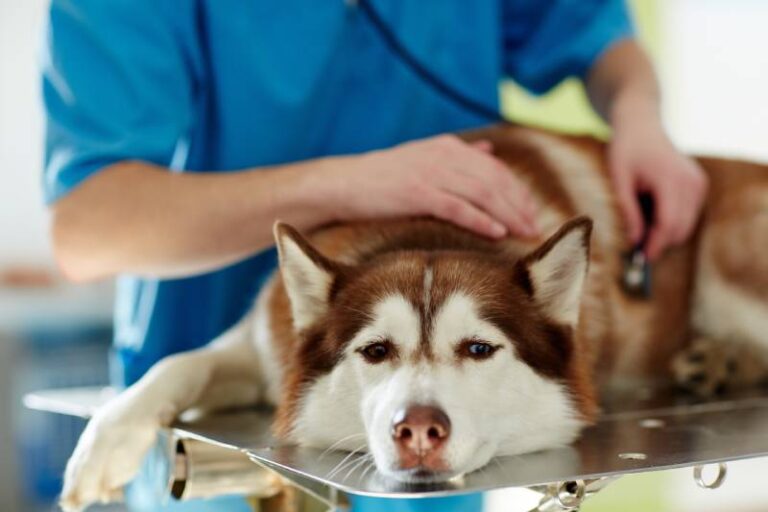 How to Tell if a Dog Has a Fever: Vet-Reviewed Tips & What To Do