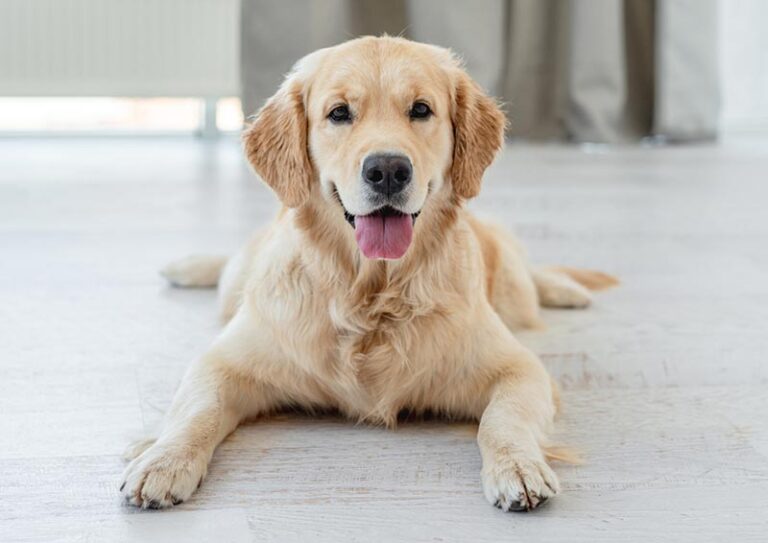 Ichthyosis in Golden Retrievers: An In-Depth Guide for Dog Lovers