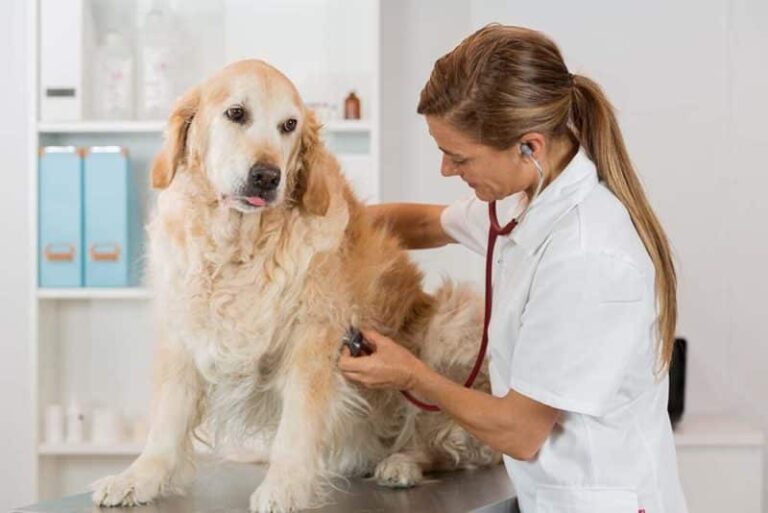Irregular Heartbeats in Dogs: A Guide for Concerned Dog Lovers