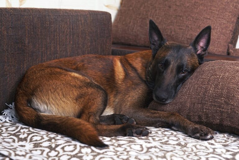 7 Belgian Malinois Health Issues to Watch For (Vet Answer)