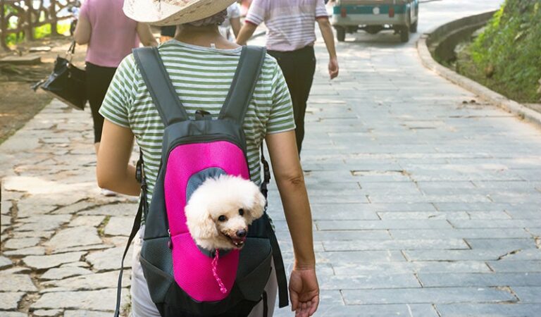Is Constantly Carrying Your Small Dog in a Handbag Harmful? A Vet&lsquo;s Perspective