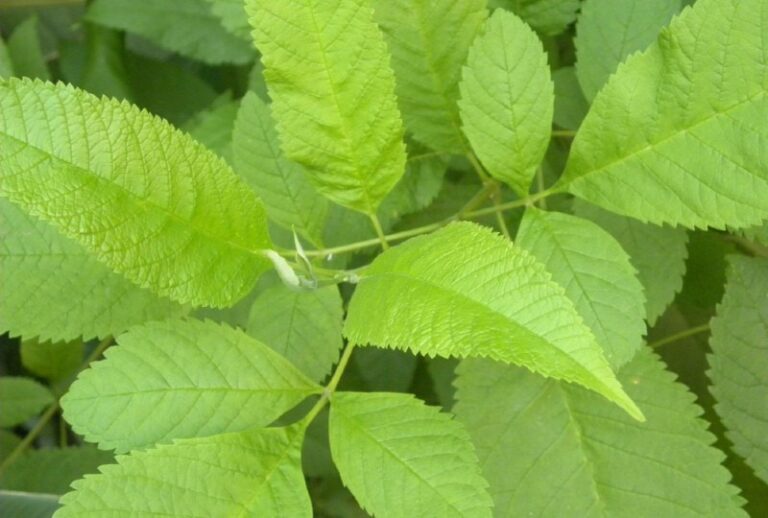 Is Slippery Elm Good for Dogs with Pancreatitis? An In-Depth Vet&lsquo;s Perspective