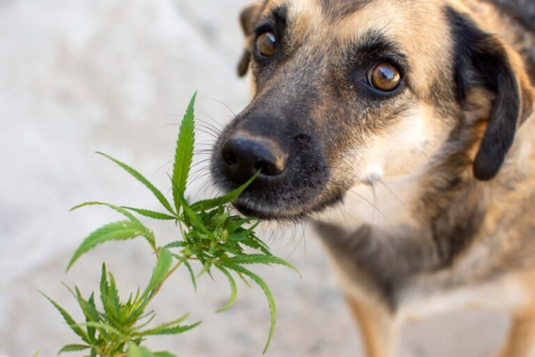 Is Weed Smoke Bad for Dogs? A Veterinarian&lsquo;s Perspective