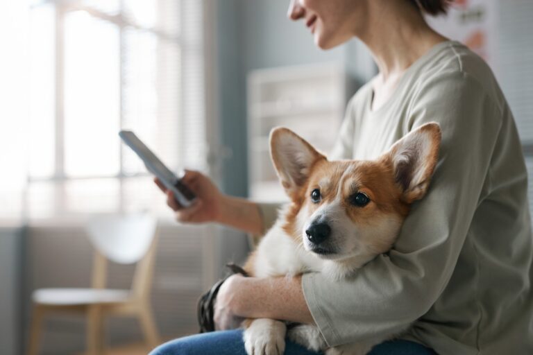 How Safe Are Low-Cost or Free Spay & Neuter Surgeries for Dogs? An In-Depth Look