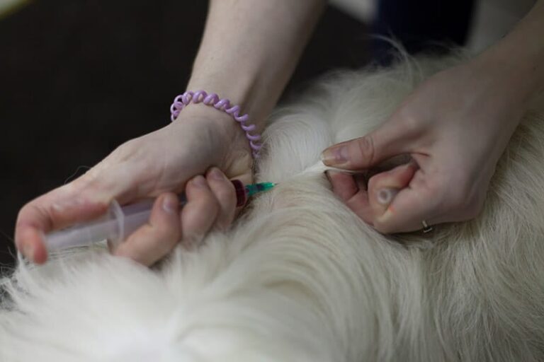 Lumps After Rabies Shots in Dogs: A Comprehensive Guide