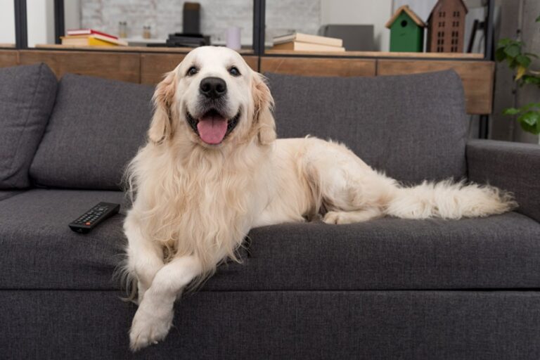 Is There a Morning After Pill for Dogs? A Veterinarian&lsquo;s Perspective
