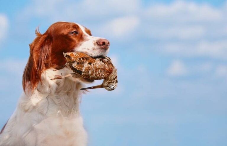 My Dog Ate a Dead Bird: Should I Be Worried? A Vet&lsquo;s Perspective