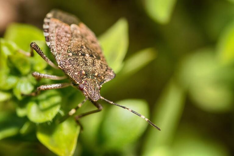 The Stinky Truth: What Every Dog Owner Needs to Know About Stink Bugs