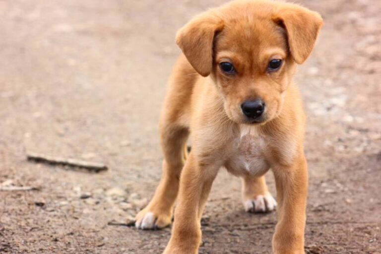 Help! My Puppy Suddenly Became Wobbly and Off Balance