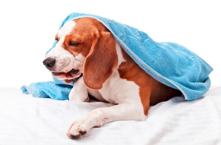 Nicotine Poisoning in Dogs: What Every Loving Owner Needs to Know