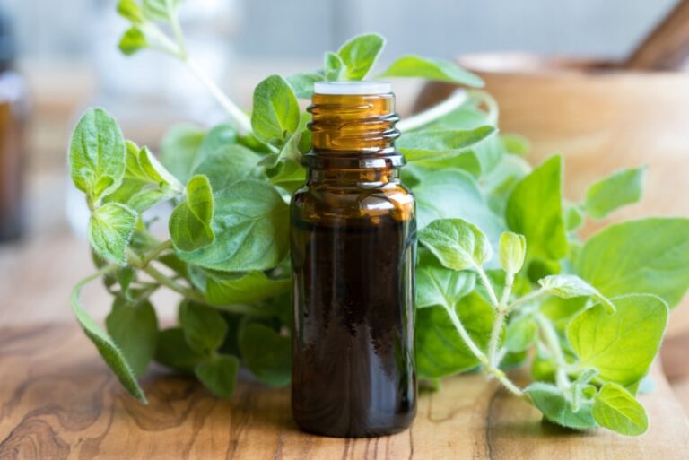 Oregano Oil: Nature&lsquo;s Powerful Ally for Your Dog&lsquo;s Health