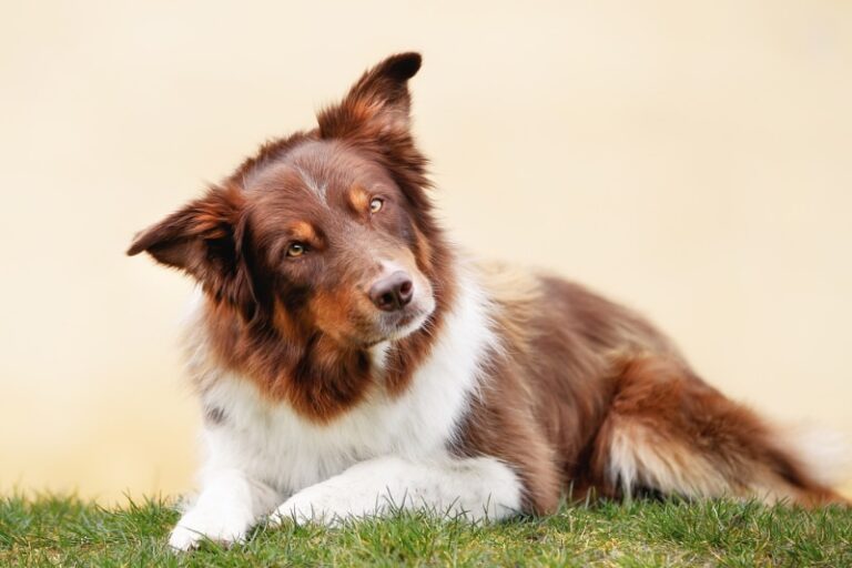 Peripheral Vestibular Disease in Dogs: Signs, Causes & Care (Vet Answer) – 33rdsquare