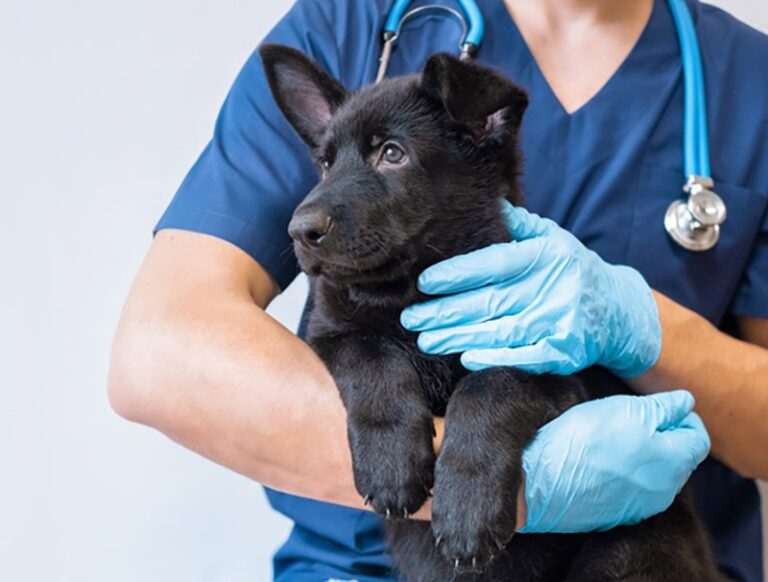 Understanding Portosystemic Shunts in Dogs: A Comprehensive Guide for Dog Lovers