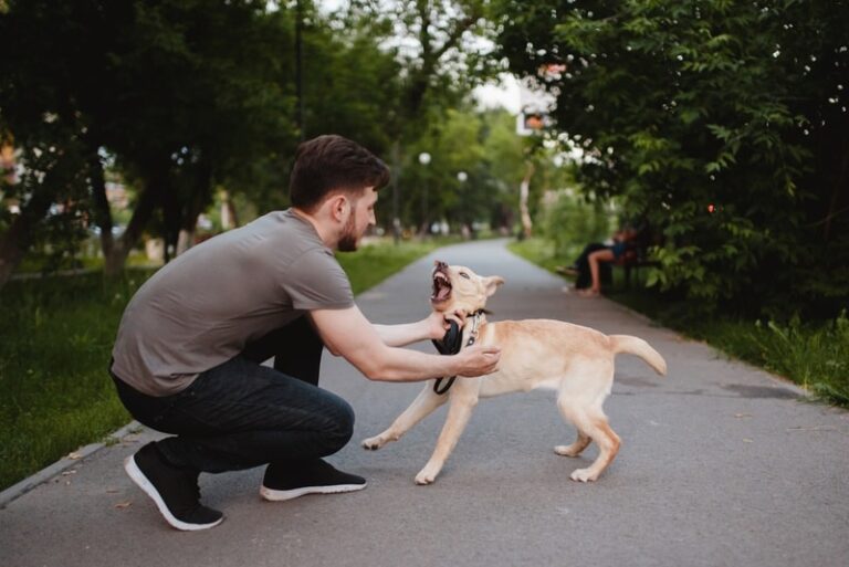 Prozac for Aggressive Dogs: A Comprehensive Guide