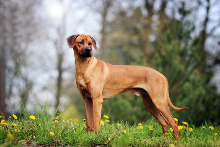 Rhodesian Ridgeback Health Issues: An In-Depth Look