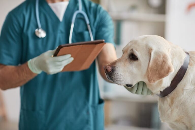 Rimadyl Overdose in Dogs: When to Be Concerned & What to Do (Vet Answer) – 33rdsquare