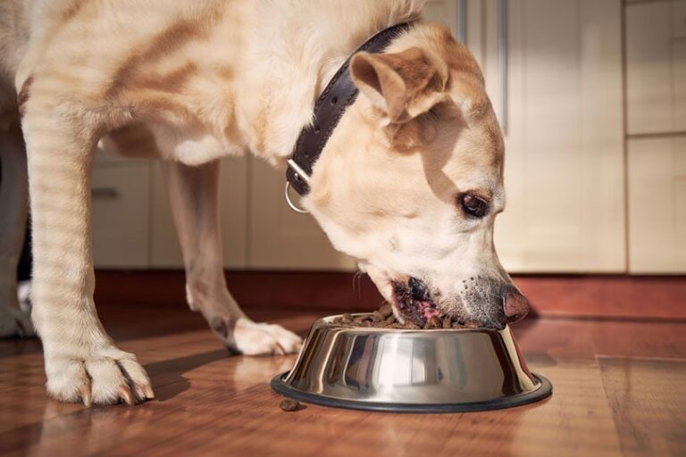 Is It Time to Switch Your Dog&lsquo;s Food? A Vet&lsquo;s Guide to the Top Signs