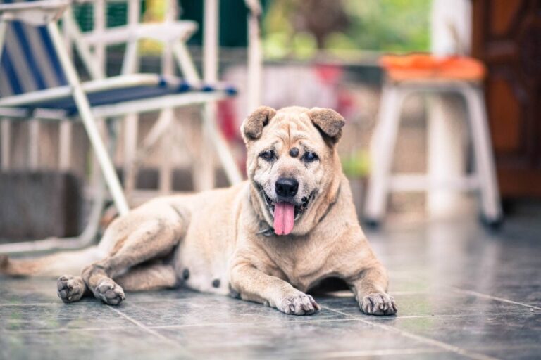 More Than Just a Bump: An In-Depth Look at Skin Tags on Dogs
