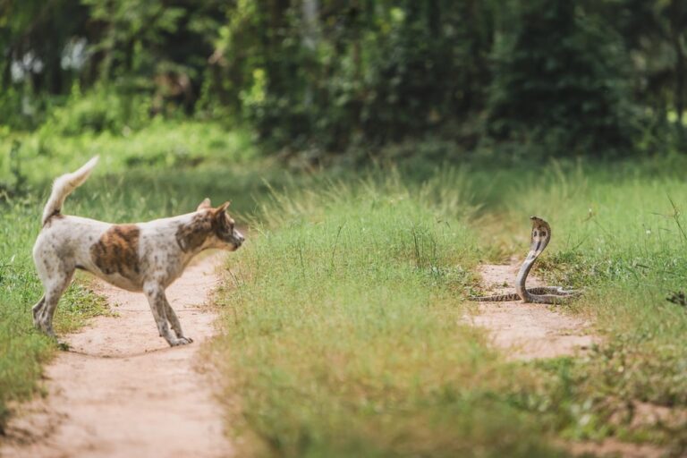A Dog Lover&lsquo;s Guide to Snake Bites: Protecting Your Pup from a Painful Emergency