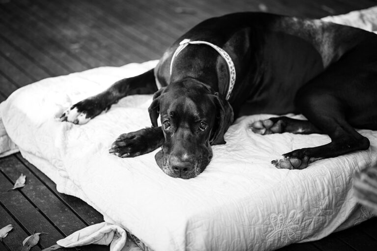 Gastropexy in Dogs: A Closer Look at Stomach Tacking Surgery to Prevent Bloat