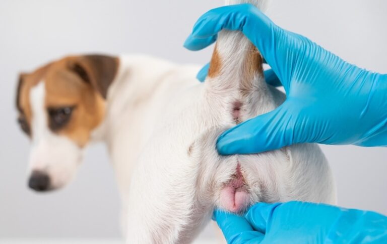 Vaginitis in Dogs: A Comprehensive Guide for Dog Lovers