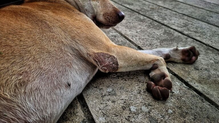 What Are Scabies in Dogs? A Dog Lover&lsquo;s Guide to Signs, Causes, and Treatment