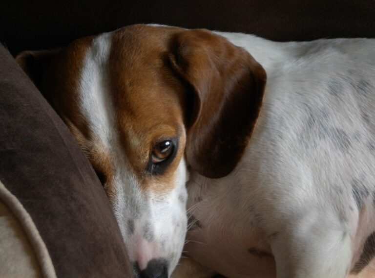 Understanding Intervertebral Disc Disease (IVDD) in Dachshunds: A Comprehensive Guide