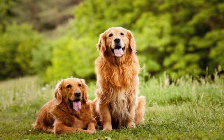 Pigmentary Uveitis in Golden Retrievers: A Comprehensive Guide