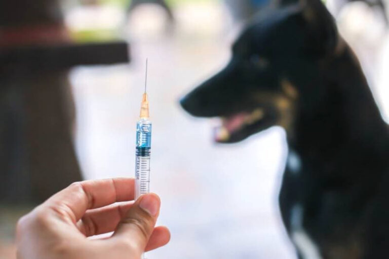 What Shots Do Dogs Need? An In-Depth Guide for Dog Lovers in 2026