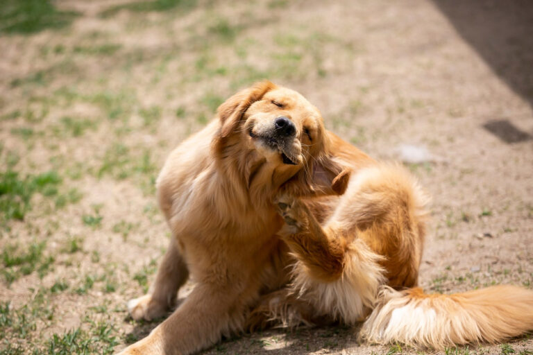 Feeding Your Itchy Dog: A Science-Backed Guide for Concerned Pet Parents