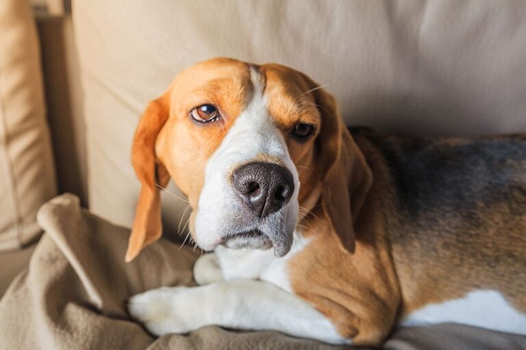 Whipworms in Dogs: The Ultimate Guide for Prevention and Treatment