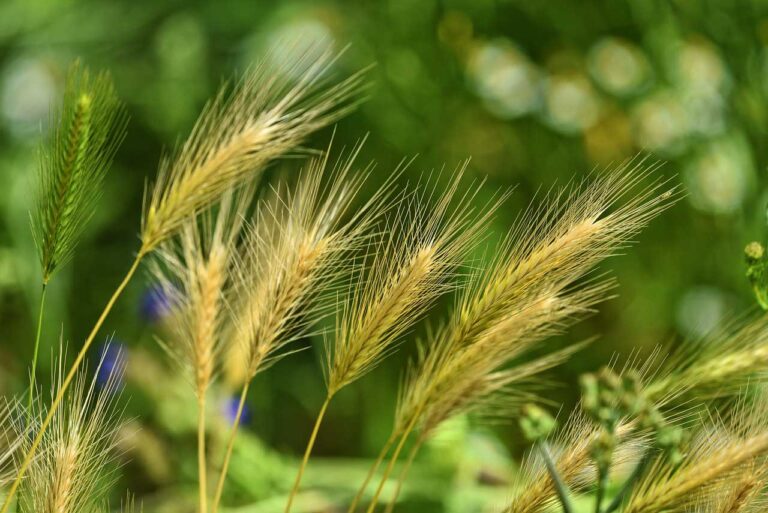 Why Are Foxtails Bad for Dogs? A Veterinarian&lsquo;s In-Depth Guide