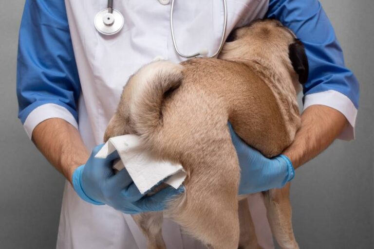 Why Are My Dog&lsquo;s Anal Glands Leaking? A Vet Explains Common Causes and Treatments