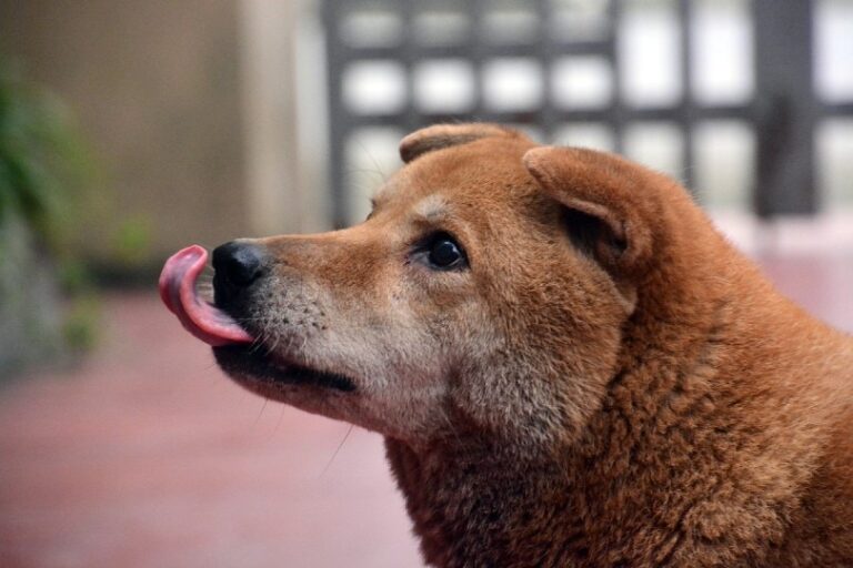 Why Is My Dog Licking the Air? A Vet&lsquo;s Guide to Understanding This Quirky Canine Behavior