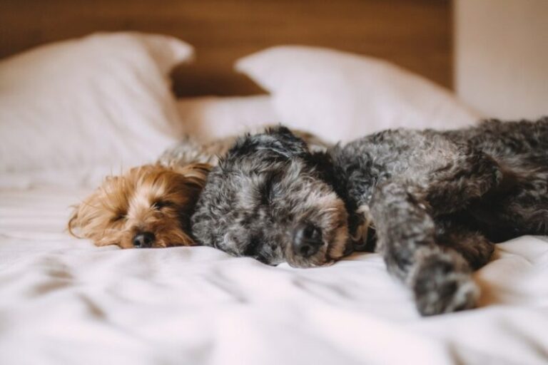Why Does My Dog Breathe Fast While Sleeping? An In-Depth Look from a Vet&lsquo;s Perspective