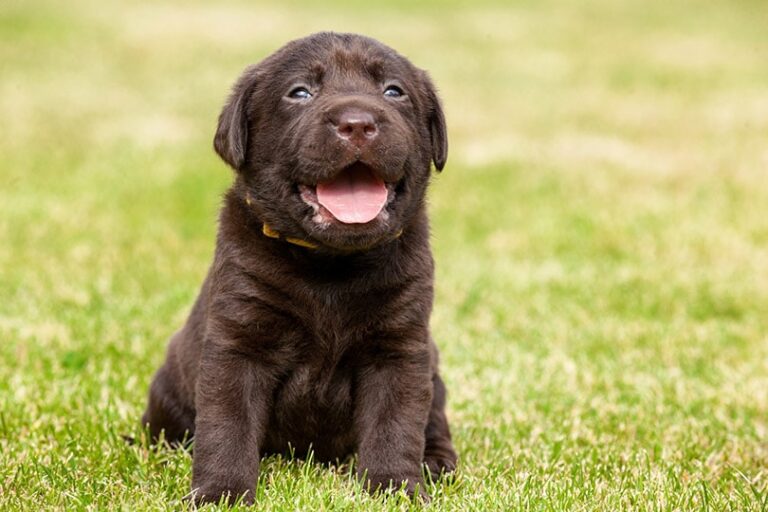 Why Do Puppies Get Hiccups? A Dog Lover&lsquo;s Guide to This Common Quirk