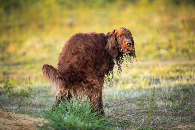 Why is My Dog Pooping More After Changing Food? An In-Depth Look