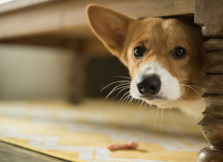 Why Is My Dog Scared of Everything? A Dog Lover&lsquo;s Guide to Helping Fearful Canines Thrive