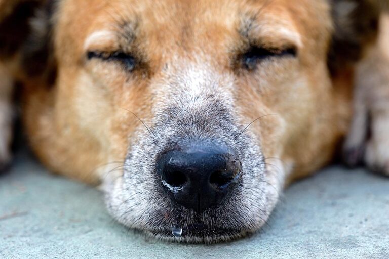 Why is My Dog&lsquo;s Nose Running? A Comprehensive Guide