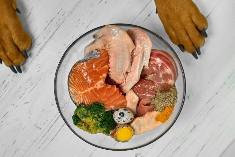 Why Many Veterinarians Do Not Recommend Raw Diets for Dogs: A Comprehensive Guide