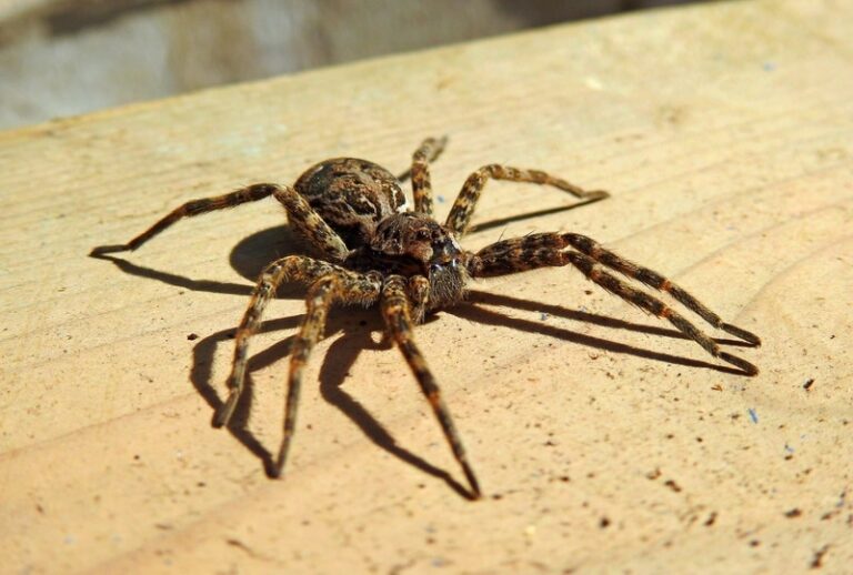 Wolf Spider Bites on Dogs: A Comprehensive Guide for Concerned Pet Owners
